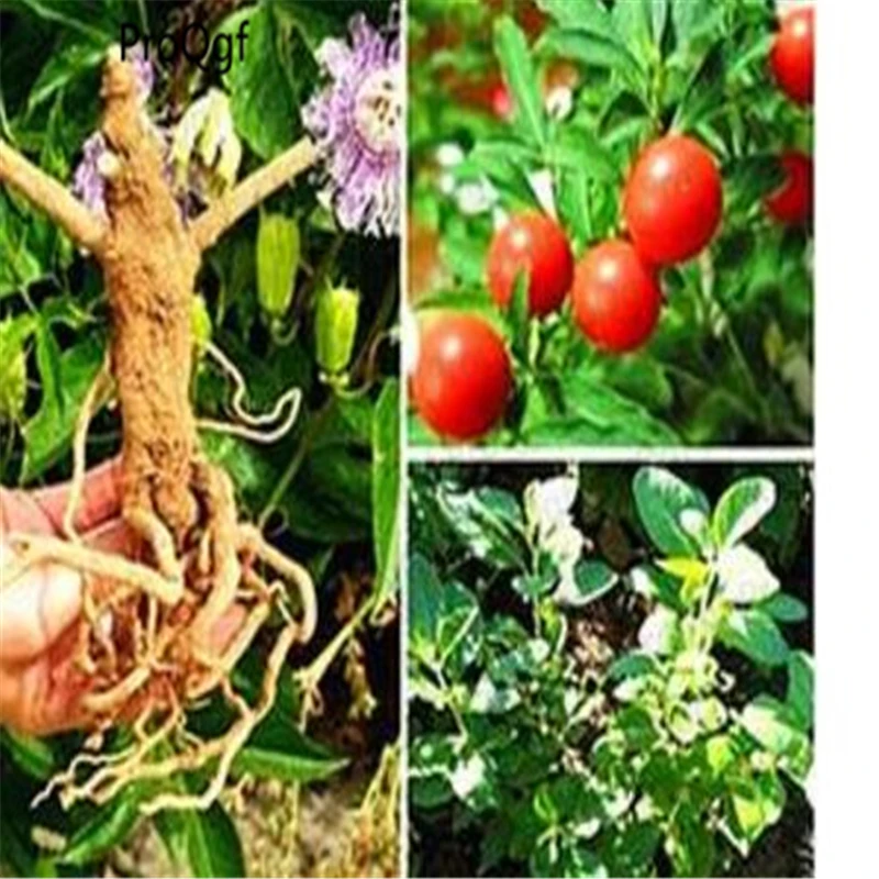 

500Pcs A Set Ashwagandha