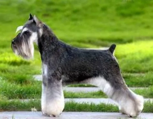 Tide мужское и женское индивидуальное ожерелье Schnauzer креативный кулон для собаки