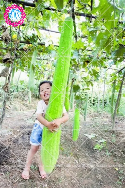 Шт. 10 шт. карликовые деревья Loofah растения Luffa childra, угловой полотенца тыква, Длинные luffa, органические овощи для домашние, садовые растения