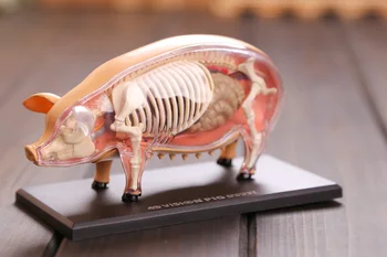 

Pig anatomical model pig skeleton model Pig bones dimensional anatomical model science education model