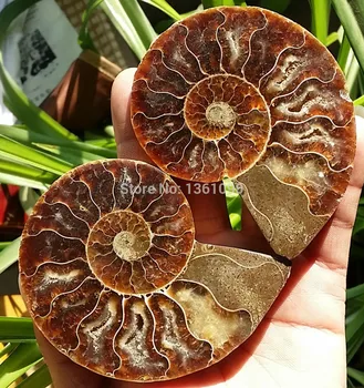 

xd j00304 1 pair of Split Ammonite Fossil Specimen Shell Healing Madagascar