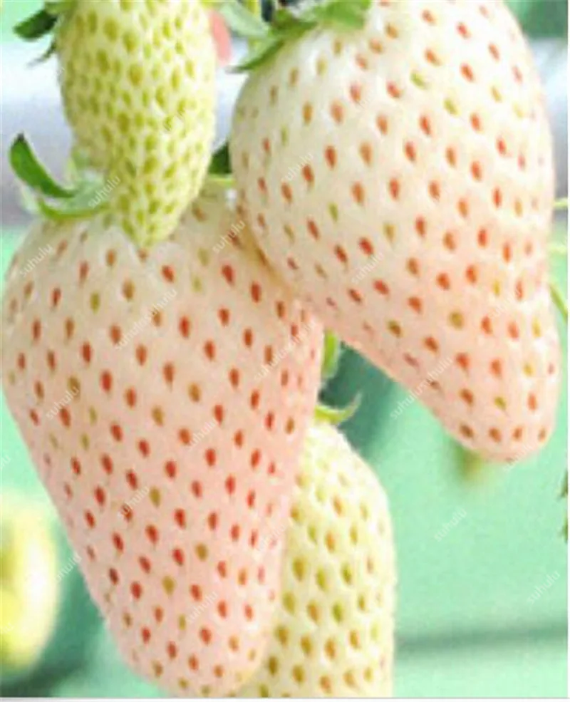 1000 pcs Rare strawberry plants, giant strawberry Organic fruit flores vegetables Non-GMO bonsai pot for home garden planta 1000 pcs Rare strawberry plants, giant strawberry Organic fruit flores vegetables Non-GMO bonsai pot for home garden planta