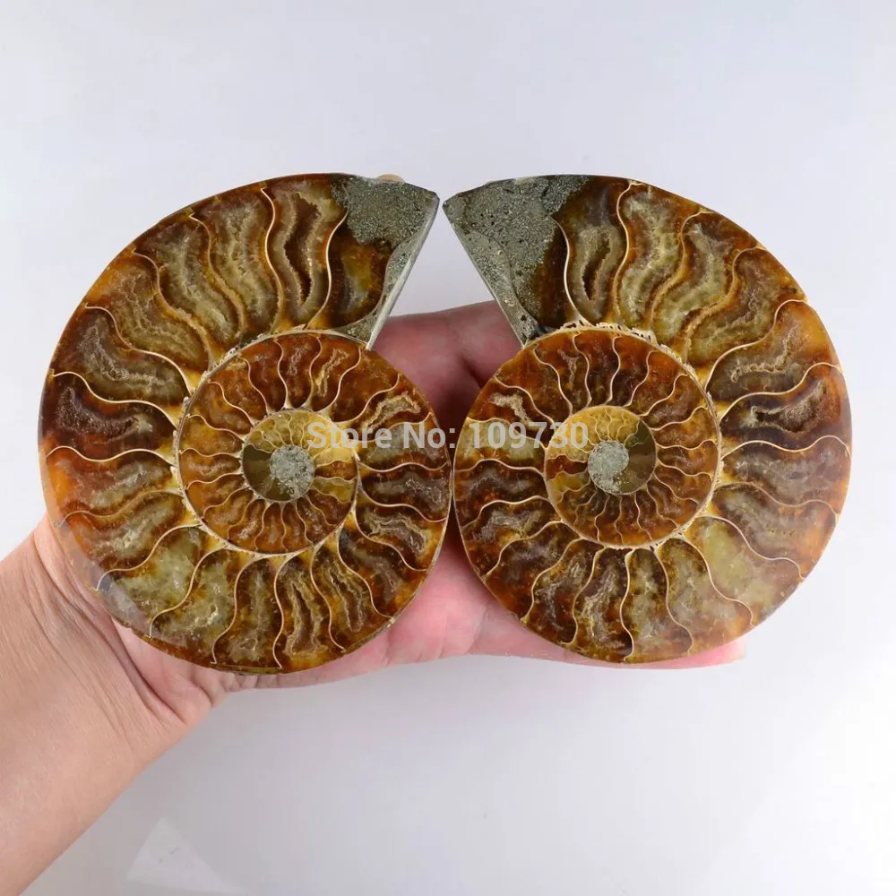 

Jewelry 00169 A pair Natural ammonite big fossil decoration (A0321)