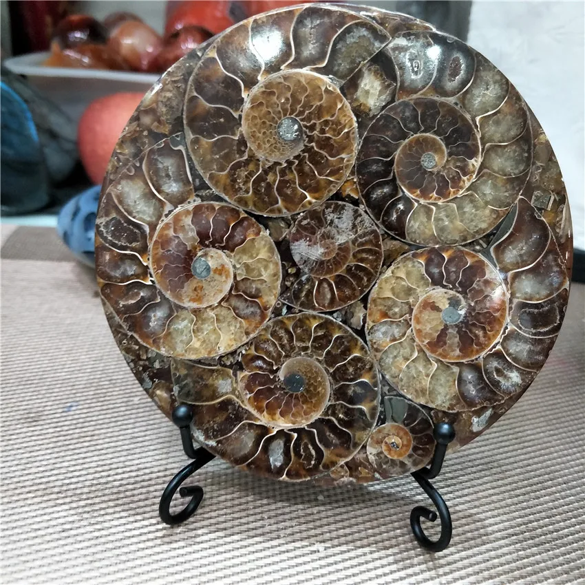 

Ammonite Fossil Slice Plate Natura Shell a compassl MADAGASCAR FOSSIL SPECIMEN HEALING decoration