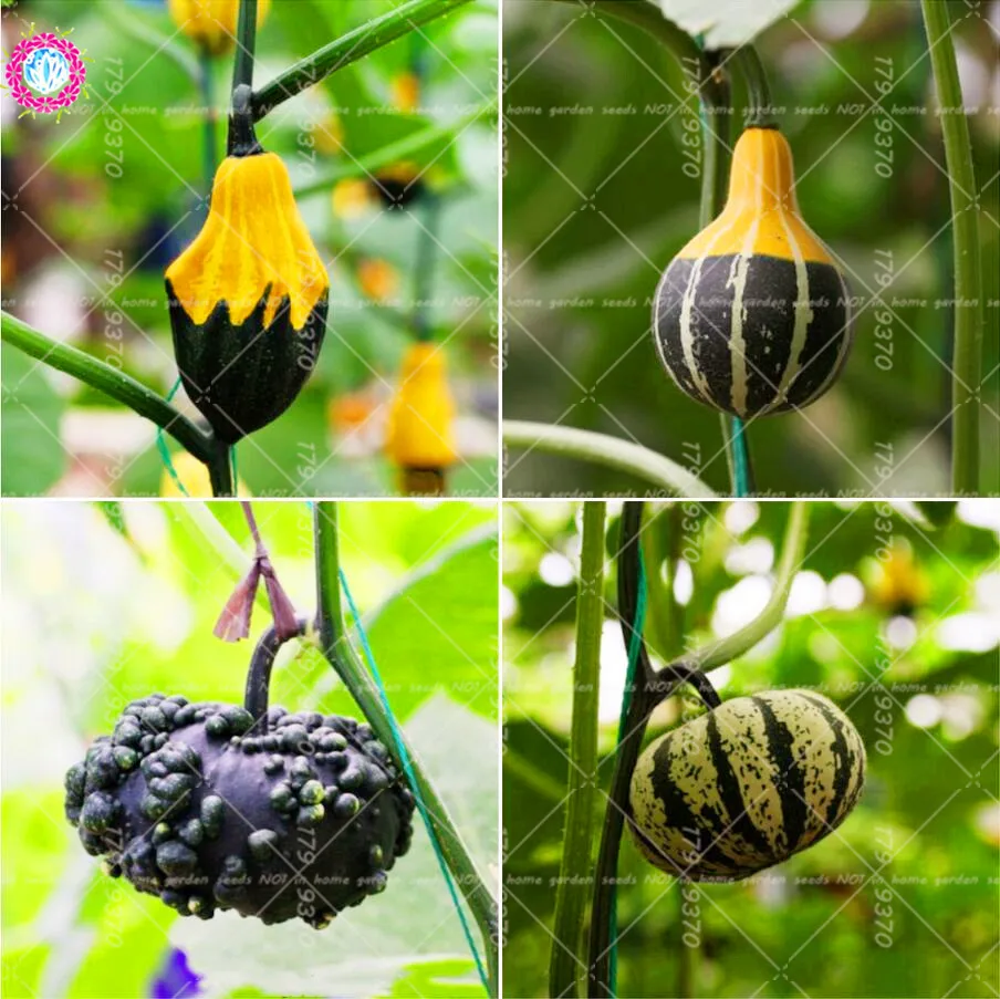 

10pcs bonsai Rare pumpkin Various shapes novel sweet pumpkin Organic Non-GMO vegetables Fujimoto Plant for home garden plants