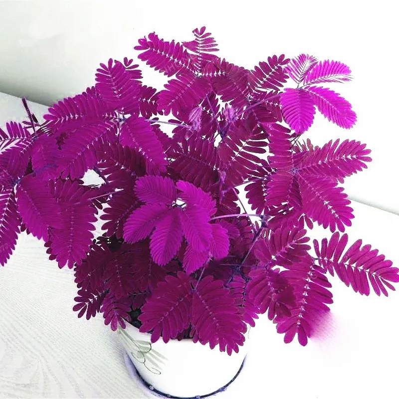 

30Pcs Magical Mimosa Pudica Linn Bashful Grass bonsai Foliage Mimosa Pudica Sensitive Bonsai Plants Home Garden flowers plant