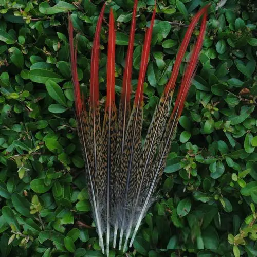 US Seller 20 Bright Yellow Lady Amherst Pheasant Body Plumage Feathers