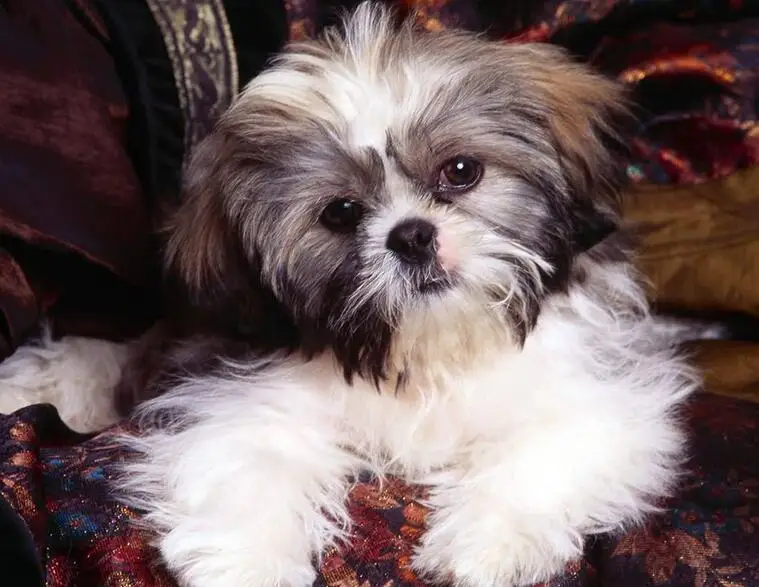 Shih Tzu Pet Dogs 5
