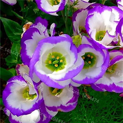 Большая распродажа! 100 шт./пакет многоцветный Эустома flores, Лизиантус растения, многолетнее растение цветущих растений прекрасный бонсай растения для дома gar - Цвет: 14