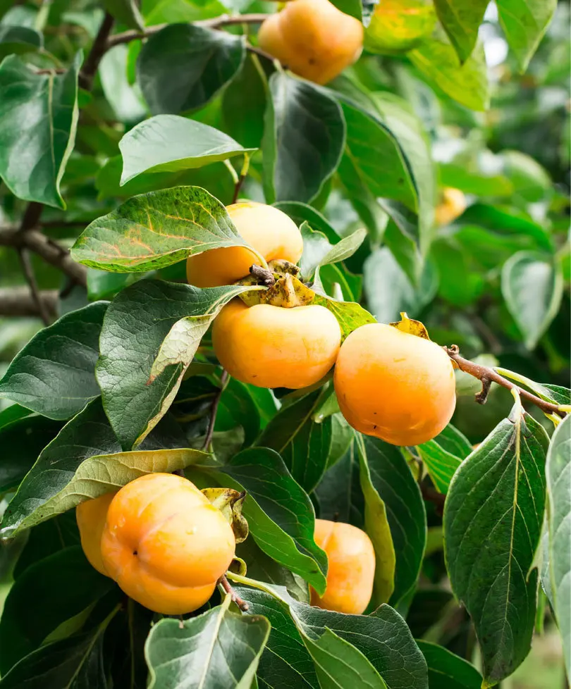 50 Pcs Persimmon Plant Diospyros Kaki Nongmo Delicious Fruit Tree Home