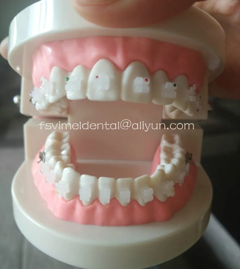 Стоматологическая обучения, изучения взрослый Стандартный Typodont ортодонтический, для зубов Модель с керамические кронштейны