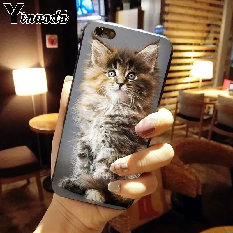 pet maine coon cat