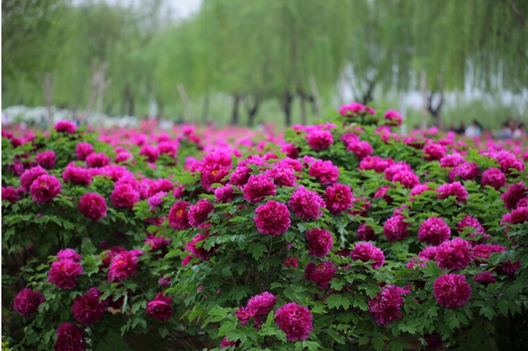 Peonies Season peonies season promotion-shop for promotional peonies season on Peonies Season peonies season promotion-shop for promotional peonies season on