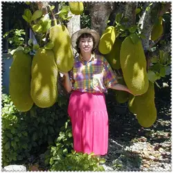 Горячая 5 шт. Япония свежие Jackfruit растения гигантские деревья чудо фрукты бонсай сад бонсай горшок большой цветущее растение бесплатная