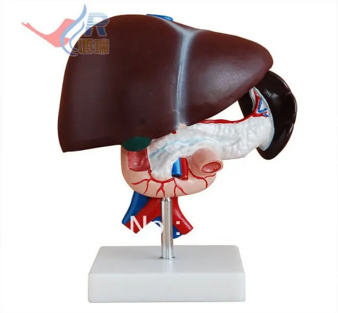 

ISO Human Liver Model with Pancreas and Duodenum, Anatomical Liver Model