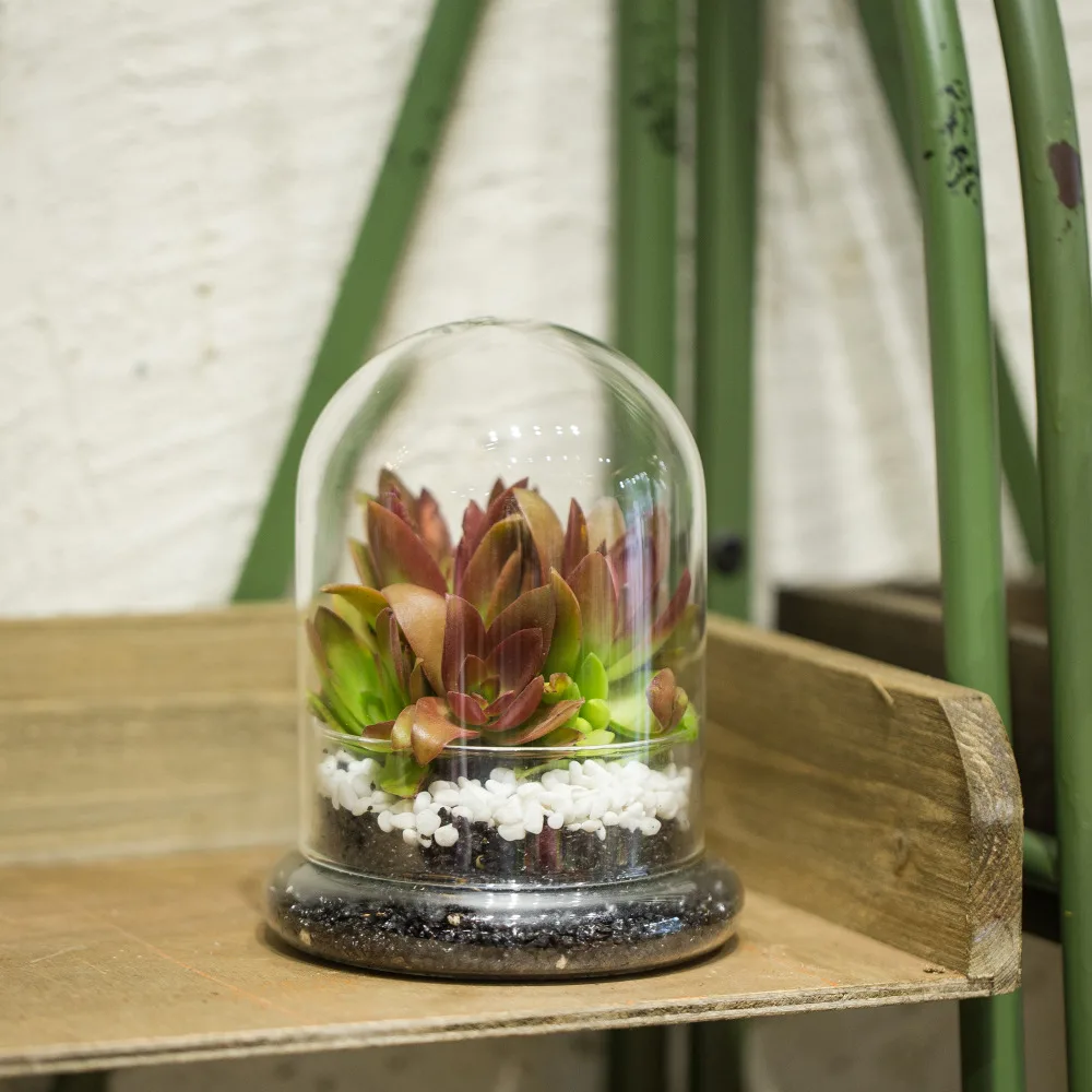 

Classic Glass Cloche Bird Dome Cover Display Choche Terrarium Container Tabletop Miniature Display Bell Tray Jar Centerpiece Pot