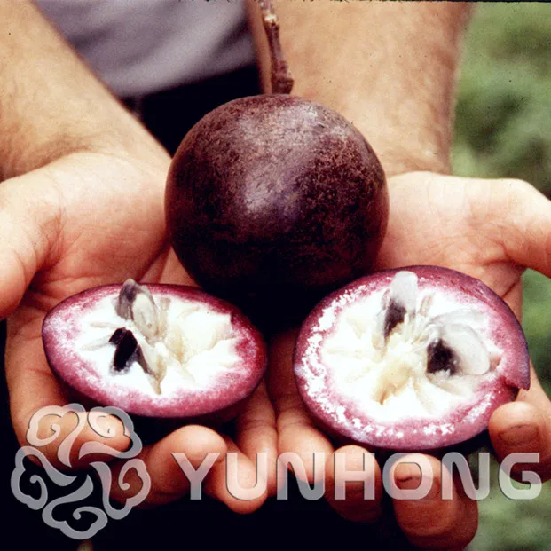 

30PCS Milk Fruit Tree bonsai Sweet Taste Vegetables And Fruit plant Rare Milk Fruit Plant Bonsai Gardening Free Shipping