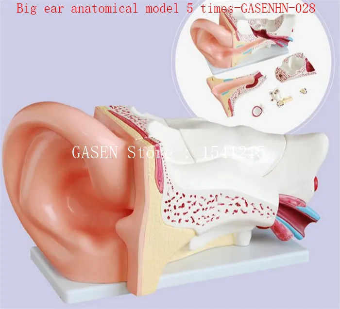 

Human ear anatomical model Inner ear structure auditory system Principles Big ear anatomical model 5 times-GASENHN-028