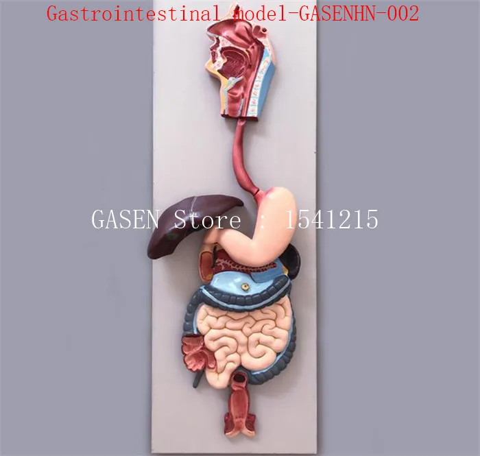 

Human digestive system model structure esophagus Gastrointestinal Road liver gallbladder Gastrointestinal model-GASENHN-002
