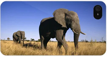 African Elephants For Iphone 4 4S Cool Hard Case Free Shipping |