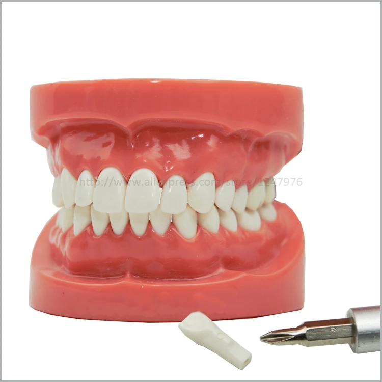 Dental removable dental model dental tooth arrangement ...
