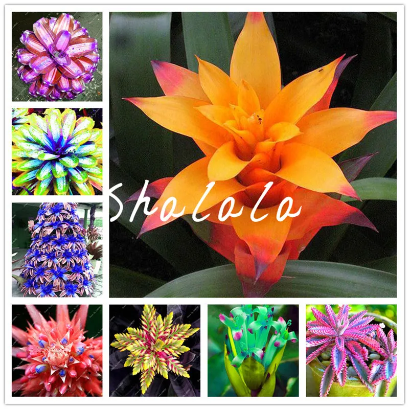 

100 Pcs Rare Bromeliad Bonsai, Indoor Plants Radiation Protection Bonsai, Succulent Plants Pots Natural Growth For Home Garden