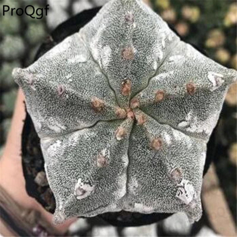 

ProQgf 25Pcs A Set Astrophytum many style choice tulense myriostigma myriostigma coahuilense Ornatum