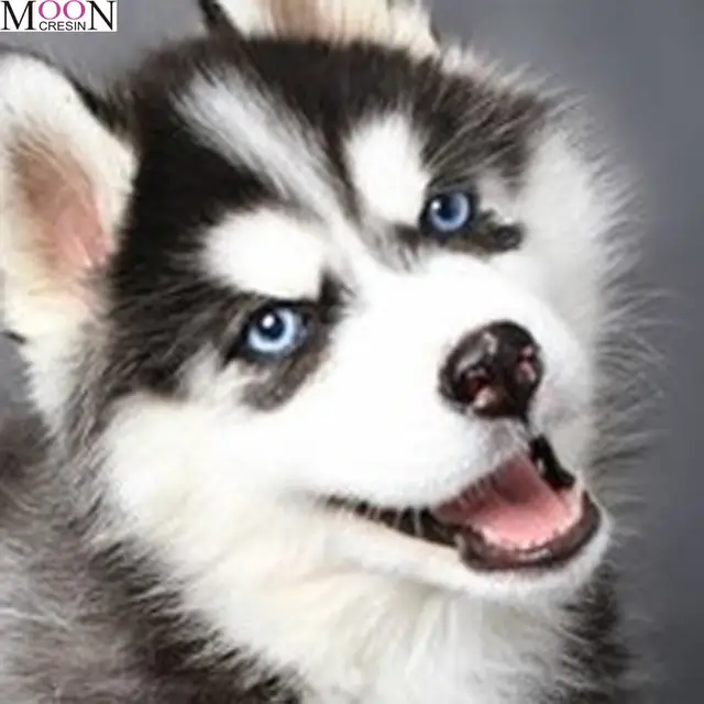 husky dog