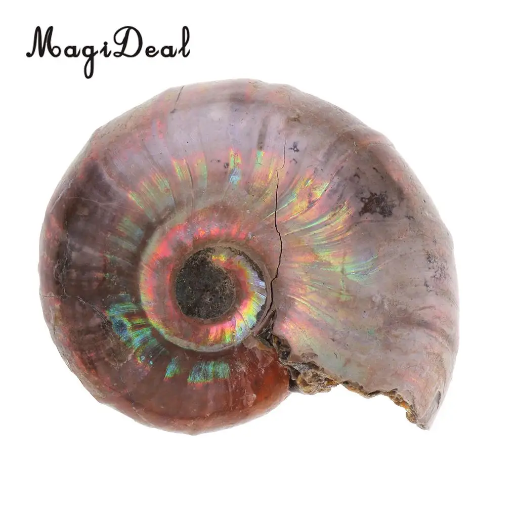 MagiDeal 2pcs Natural Ammonite Shell Gemstone for Pendant Necklace Jewelry Making
