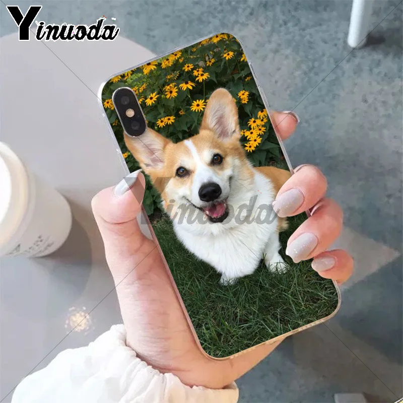 Best friend animal corgi