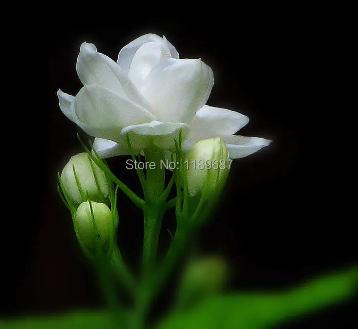 20pcs/bag white jasmine flower, fragrant plant arabian jasmine bonsai free shipping- high quality 98% Germination rate 20pcs/bag white jasmine flower, fragrant plant arabian jasmine bonsai free shipping- high quality 98% Germination rate