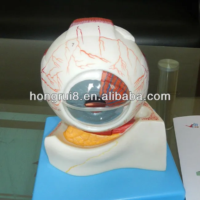 A17103 Eye MODEL 2