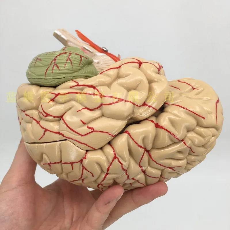 1:1 brain function partition model brain model medicine brain model cortical partition model medical teaching model