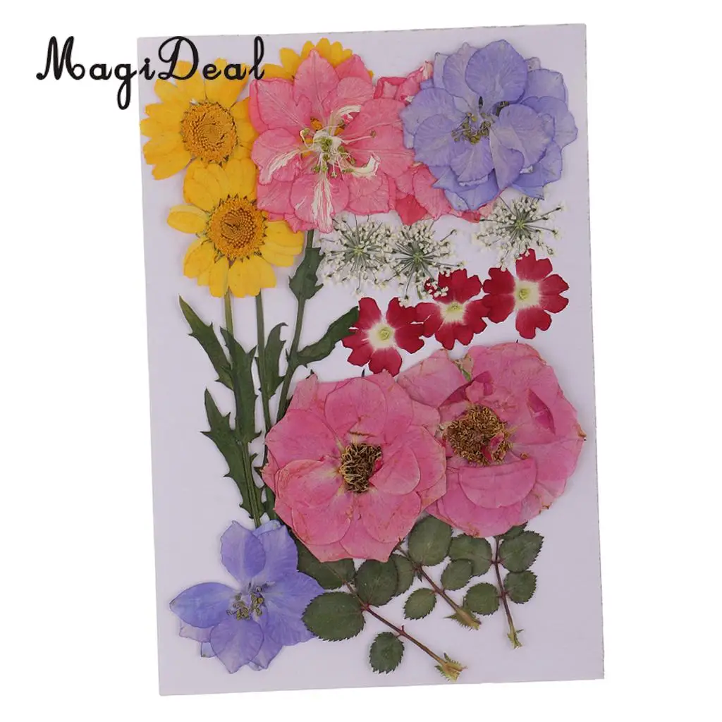 Multiple Real Pressed Leaves Natural Dried Flowers for Arts Crafts Scrapbooking Card Making Resin Jewelry Making Mold Filler