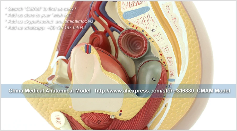 CMAM/12472 женский таз и мышцы, мочеполовой медицинское обучение анатомическая модель