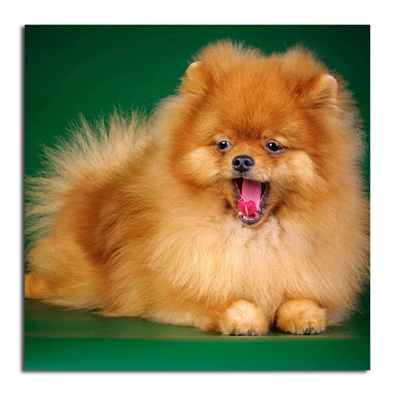 

Full Diamond 5D DIY Diamond Painting "dog" diamond embroidery Cross stitch Rhinestone mosaic home YSD