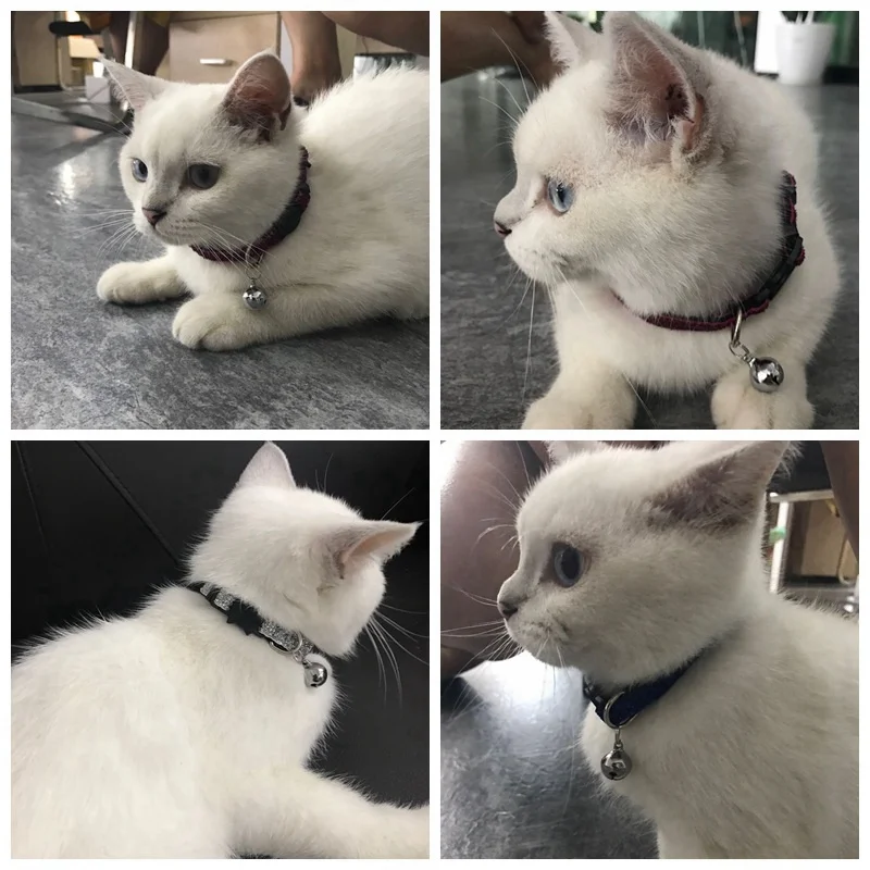 Pet Products Dog Collar For Cats Pet Products Cat Dog-Collar Small Puppy Dogs Cat Collars Leash Harness Supplies Accessories PQ005 (5)