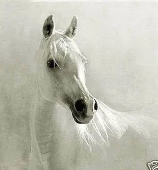 

Art oil painting:The white horse 24x30inch