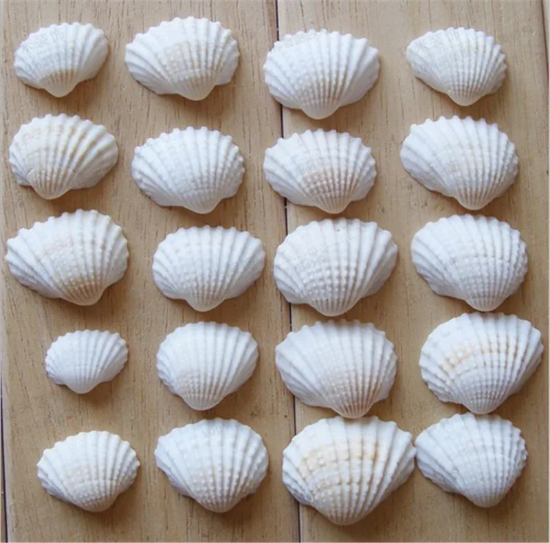 100pcs Lot Natural shell diy tank aquarium decoration white shell 2-3cm small conch sea natural crafts white sea shells conch1