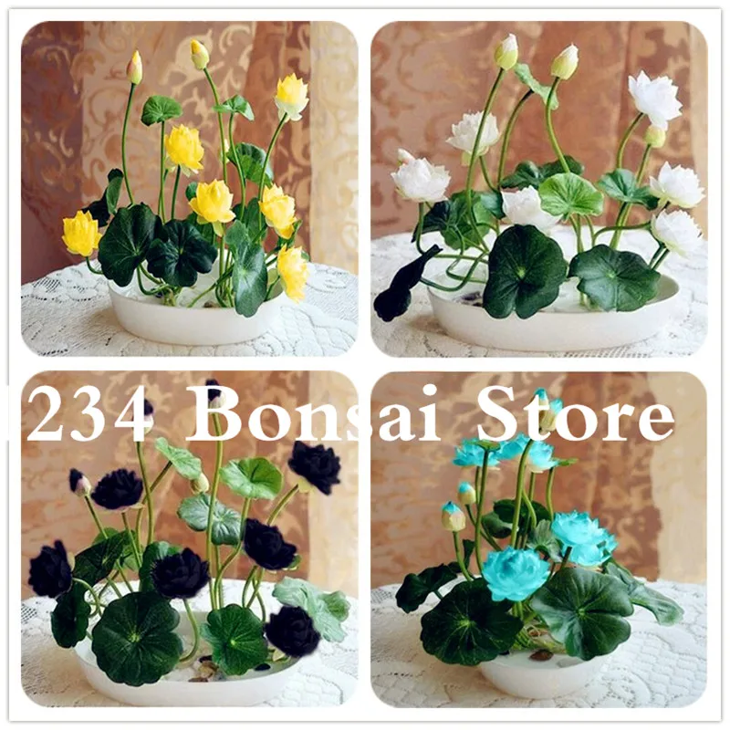 Hot sale! 5 Pcs Lotus Bonsai Lotus flower water lily for summer 100 Bowl lotus potted plants