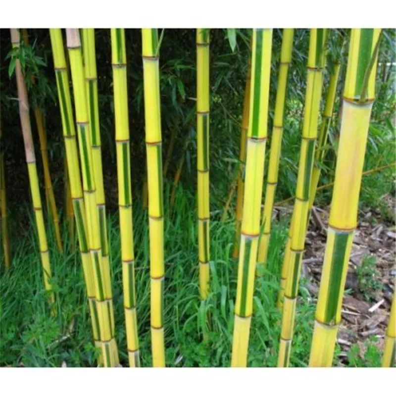 

bonsai 40pcs Phyllostachys Aureosulcata Bamboo Sementes New Outdoor Plants Potted Very Easy Garden Farm