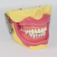 Зуб извлечения модель для практики Анестезия зуб демонстрация Стоматологическая модель стоматологические обучающие средства морфологический зуб