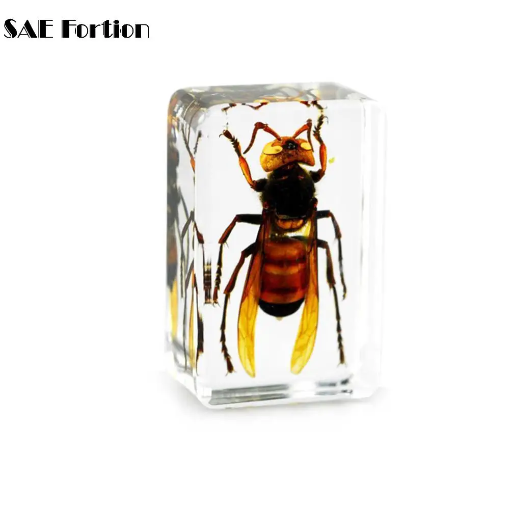 SAE Fortion 1 шт. китайский прозрачный акриловый луцит коллекция насекомых розовый жук
