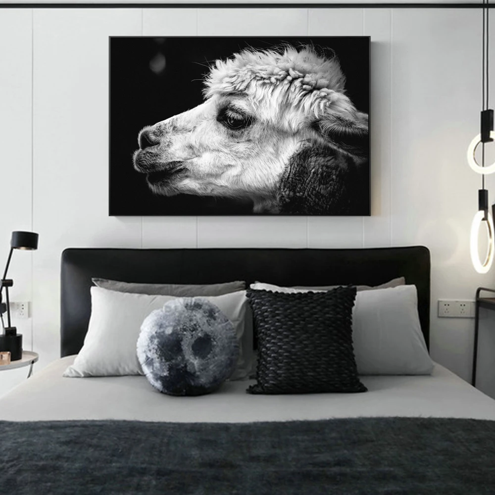 Alpaca Animal Photography Wall Art Canvas Prints For Living Room Black