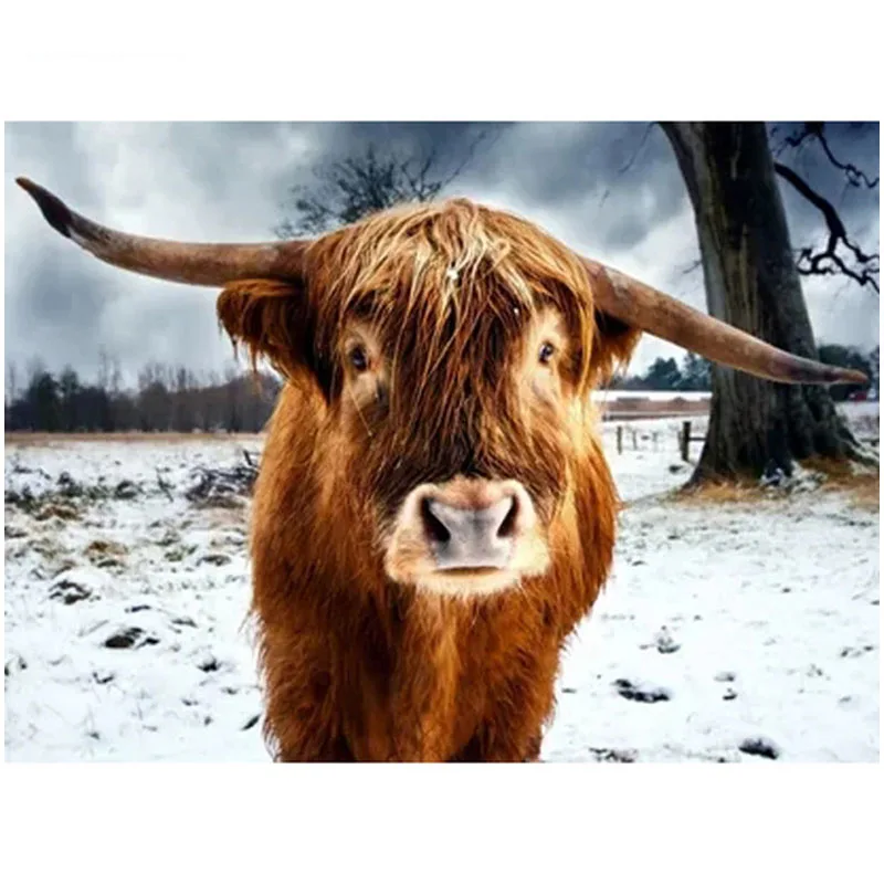 

Diamond embroidery Highland cattle 5d diy diamond painting full square round diamond picture of rhinestones ZP-954