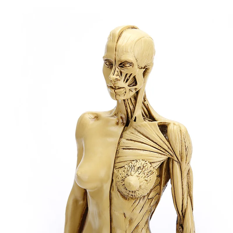 

Precision Natural Resin Human Model Handicraft Female Body Muscle Model Medical Teaching Appliance Skeleton