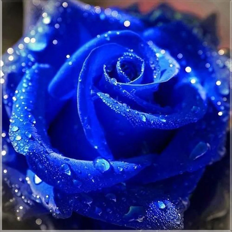 Полностью сверлильный Квадратный бриллиант 5D DIY Алмазная картина "голубые розы" Алмазная вышивка крестиком Стразы мозаика картина