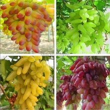 Free shipping, Senior Courtyard Plants , Delicious Fruit seeds , Gold Finger 100pcs Grape Seeds