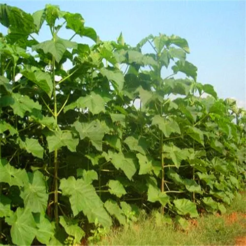 Free Shipping paulownia elongata New forest tree bonsai,200Pcs/pack fast growing tree