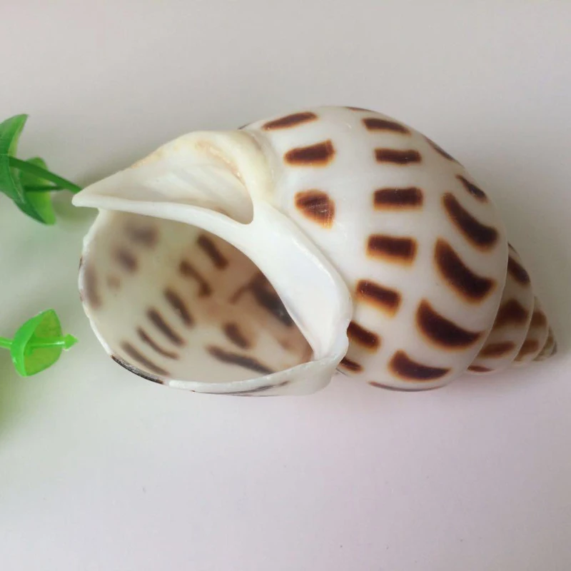 

Natural concha shells aquarium accessories mediterranean style decoration creative gift sea shells craft